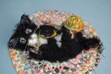 Black Kitten Shadow